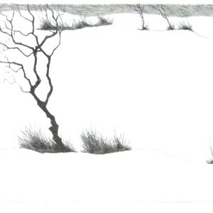 Paul Flora Lithographie Wintergestrüpp
